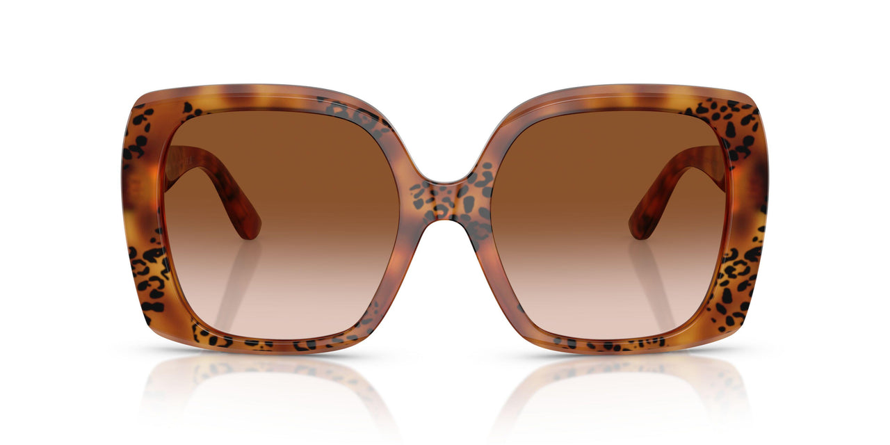 338013 - Tortoise - Brown Gradient
