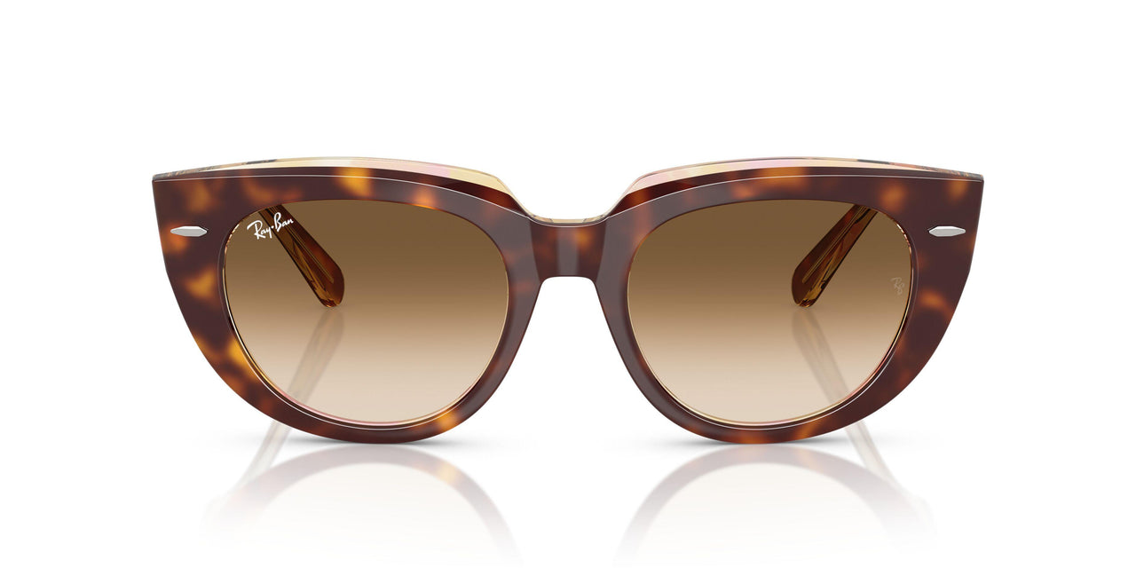 141451 - Tortoise - Clear Gradient Brown