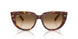 141451 - Tortoise - Clear Gradient Brown