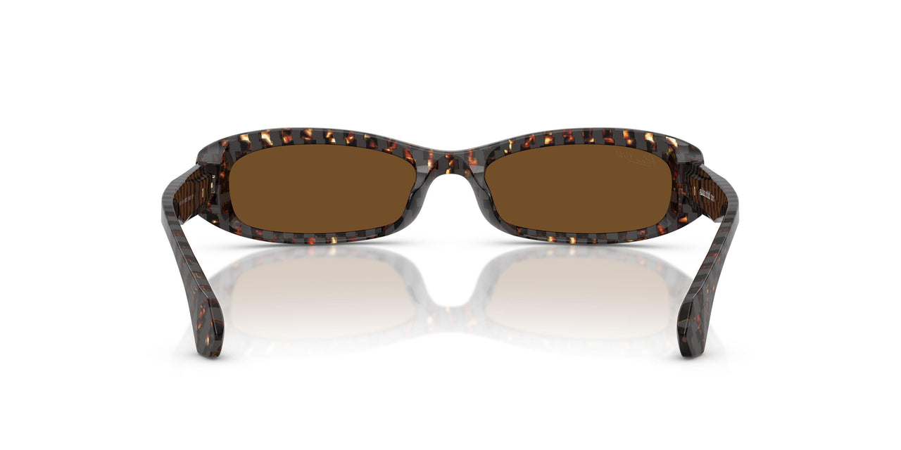 004/57 - Tortoise - Polar Brown