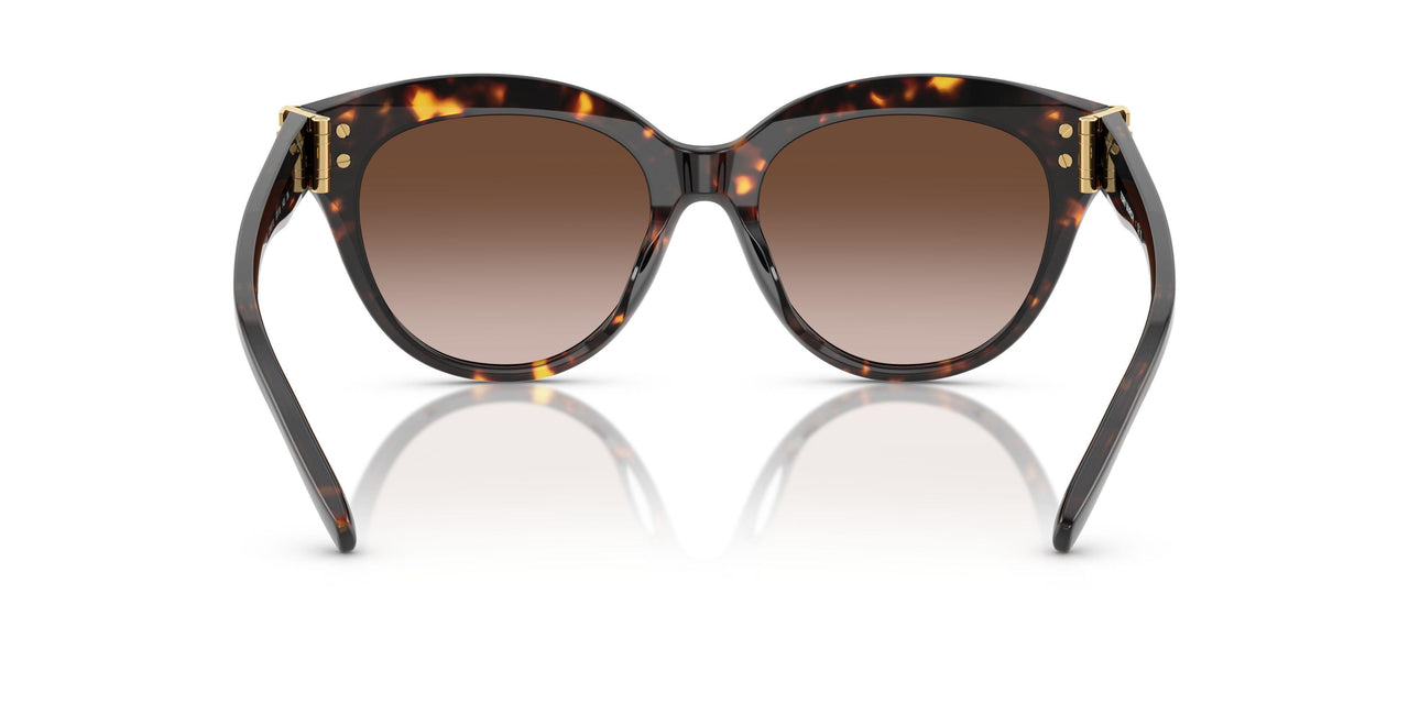 201613 - Tortoise - Brown Gradient