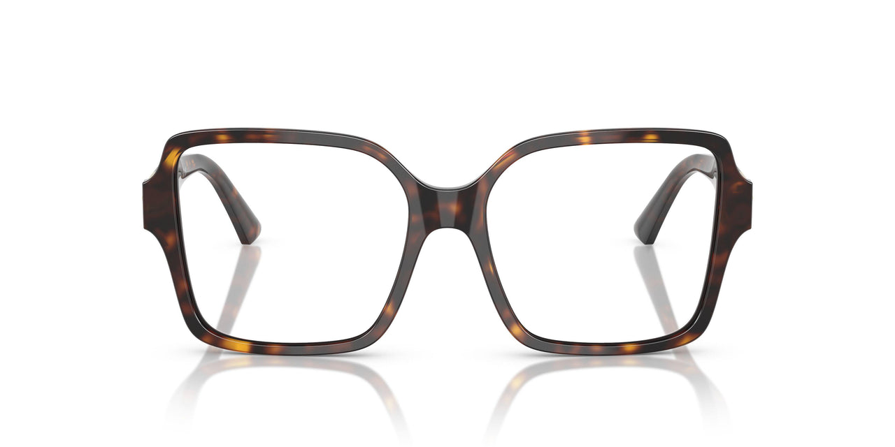 5002 - Tortoise