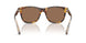 513473 - Tortoise - Brown