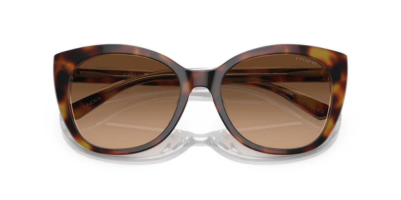 574274 - Tortoise - Brown Gradient