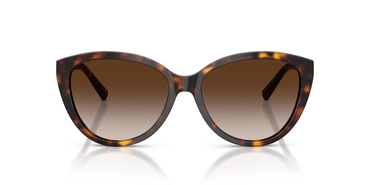 80153B - Tortoise - Brown Gradient