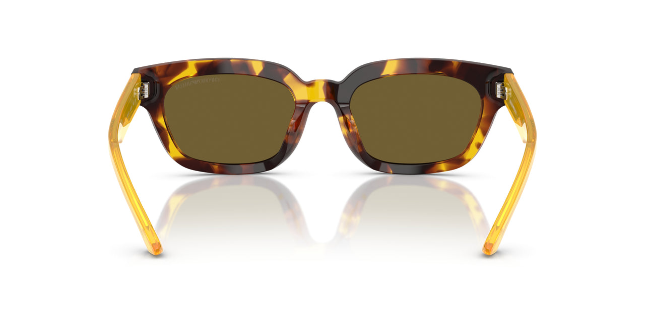 618173 - Tortoise - Dark Brown