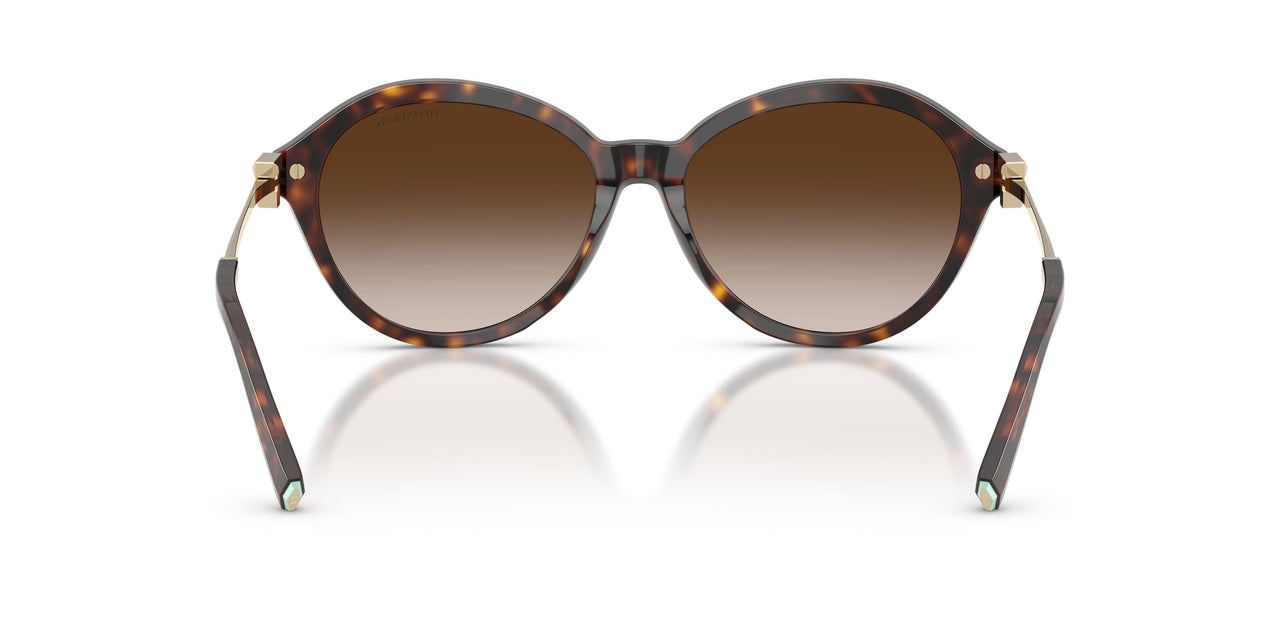 80153B - Tortoise - Brown Gradient