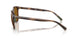 500383 - Tortoise - Dark Polar Brown