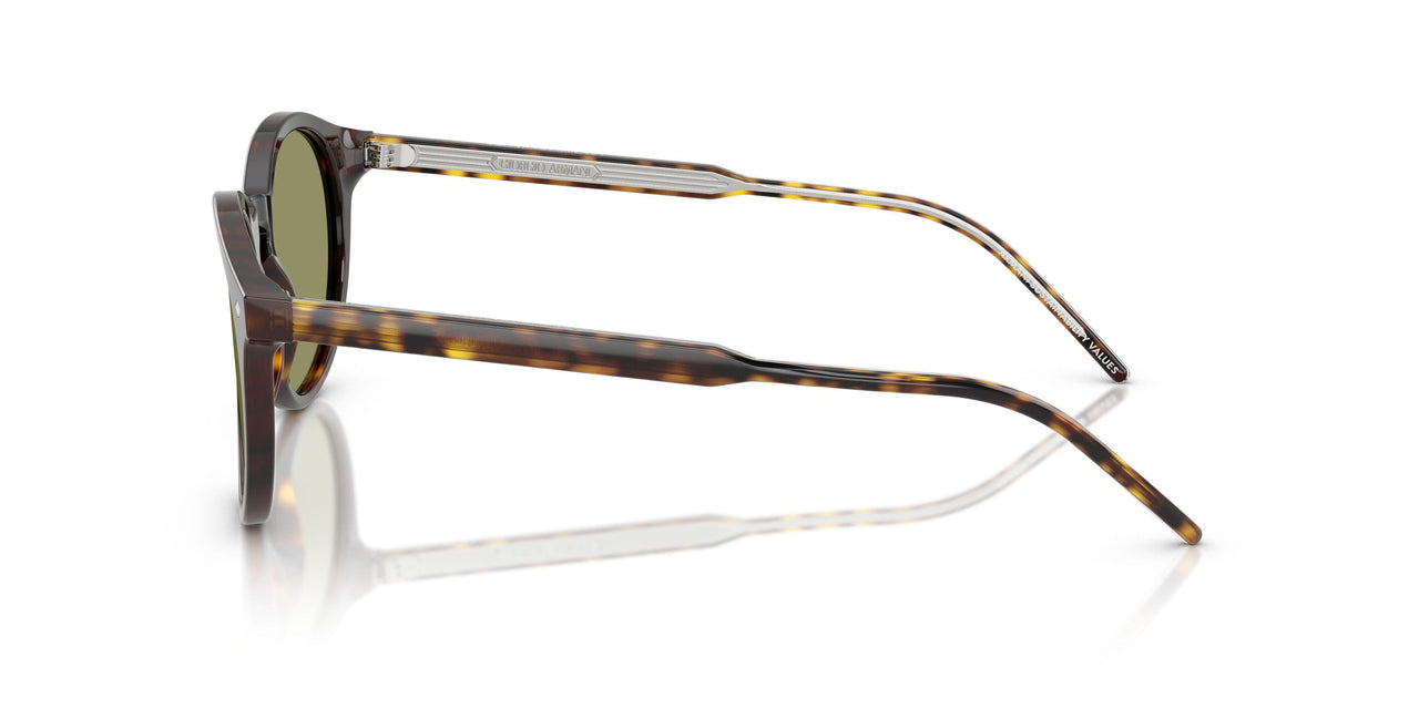 587914 - Tortoise - Green