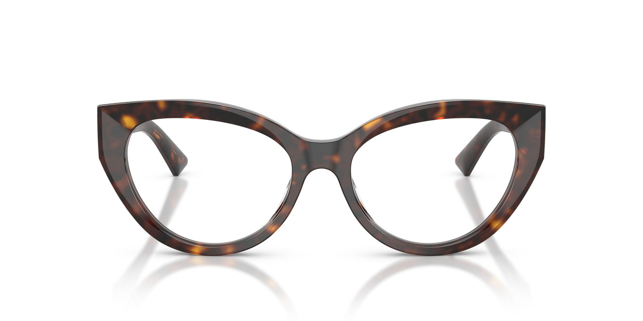 5002 - Tortoise