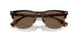 613773 - Tortoise - Brown