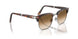 24/51 - Tortoise - Gradient Brown