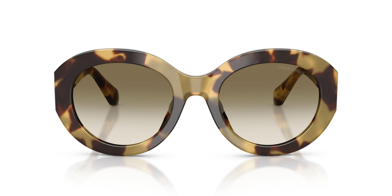 630113 - Tortoise - Brown Gradient