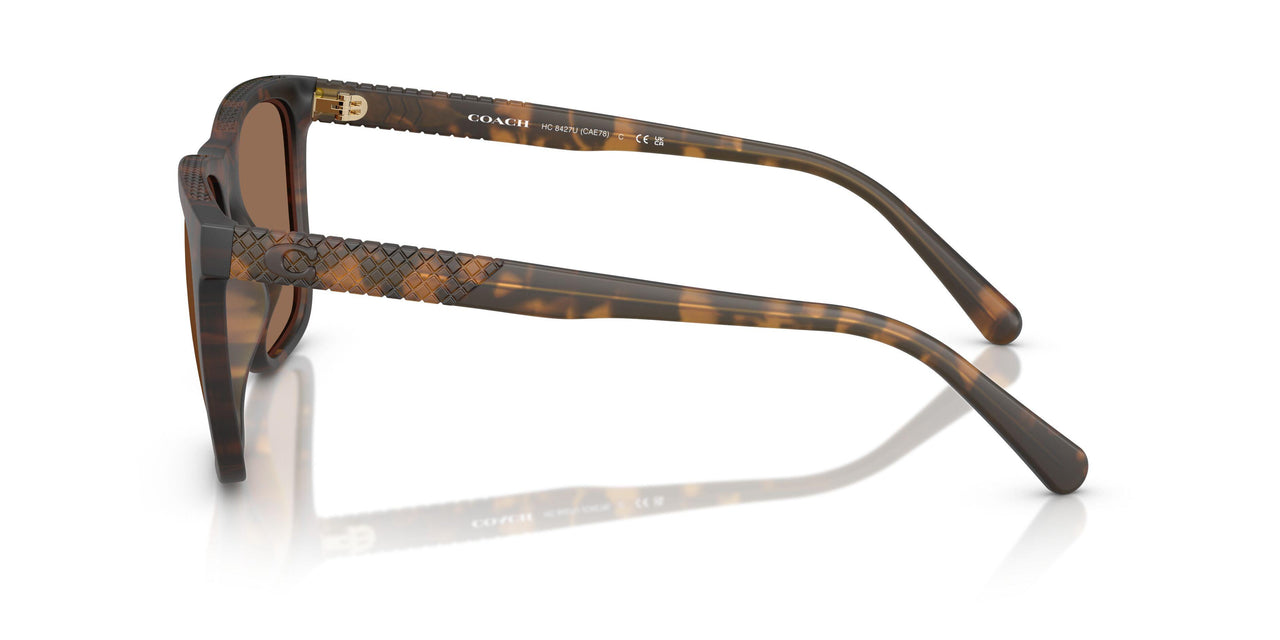 512073 - Tortoise - Brown Solid