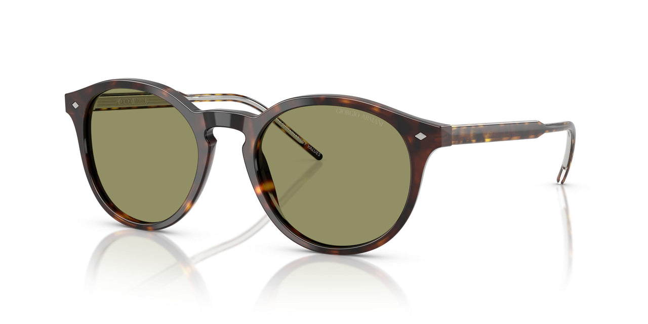 587914 - Tortoise - Green