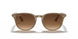 616613 - Light Brown - Brown Gradient