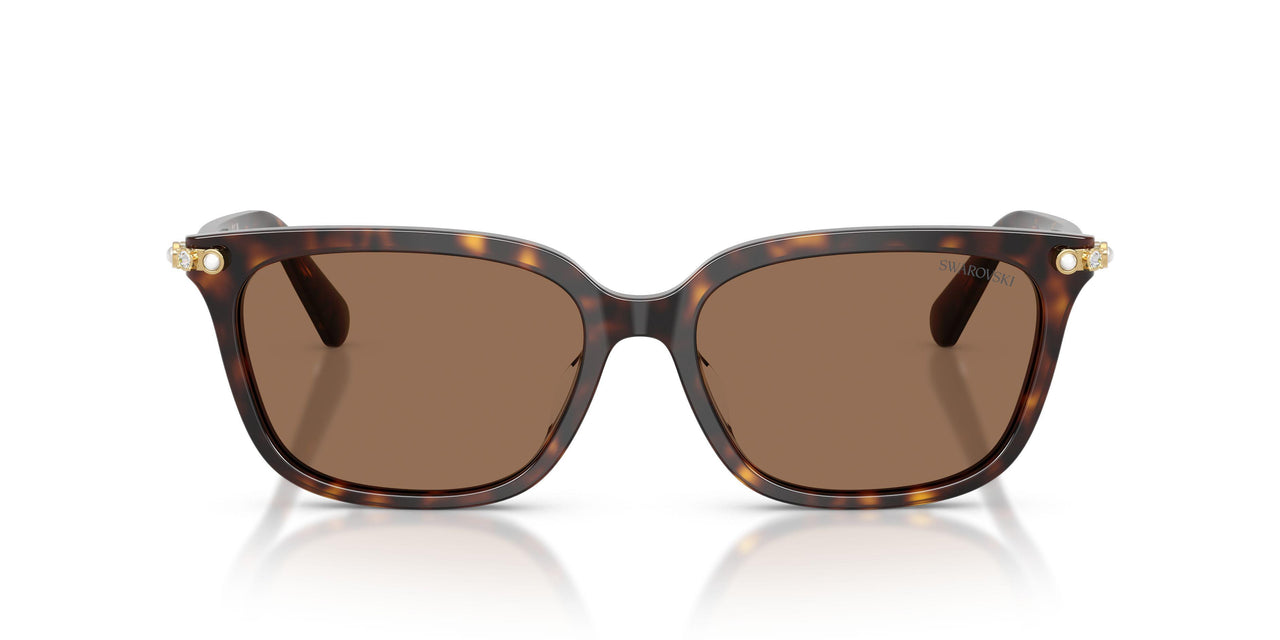 100273 - Tortoise - Dark Brown