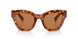 4BW2Z1 - Tortoise - Brown