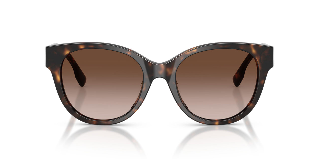 196413 - Tortoise - Dark Tortoise
