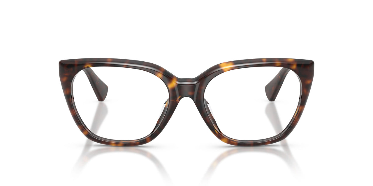 5003 - Tortoise