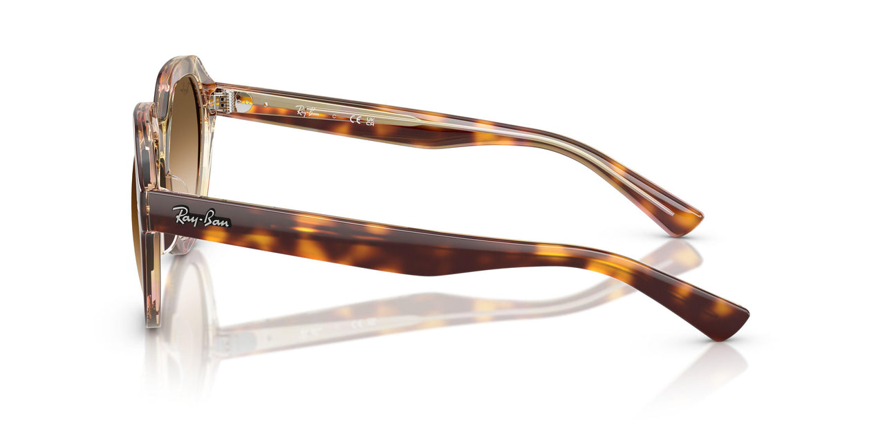 141451 - Tortoise - Clear Gradient Brown