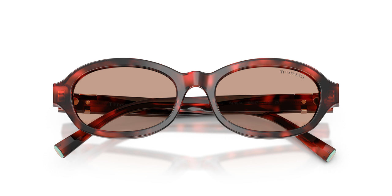 847873 - Tortoise - Brown