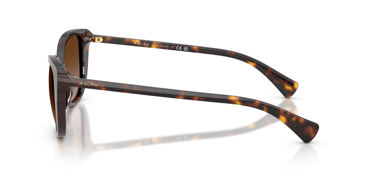 500313 - Tortoise - Gradient Brown
