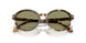 623214 - Tortoise - Green