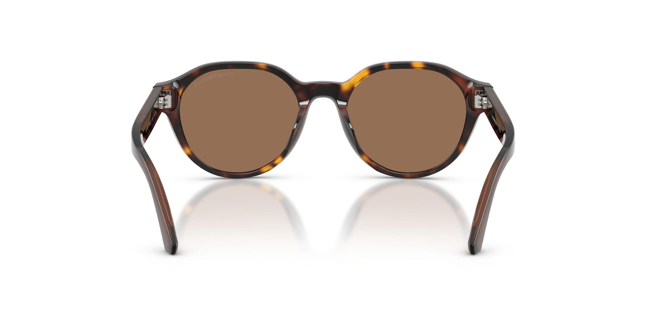 502673 - Tortoise - Dark Brown