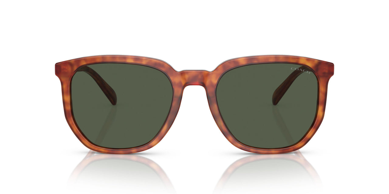 577482 - Tortoise - Green
