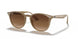 616613 - Light Brown - Brown Gradient