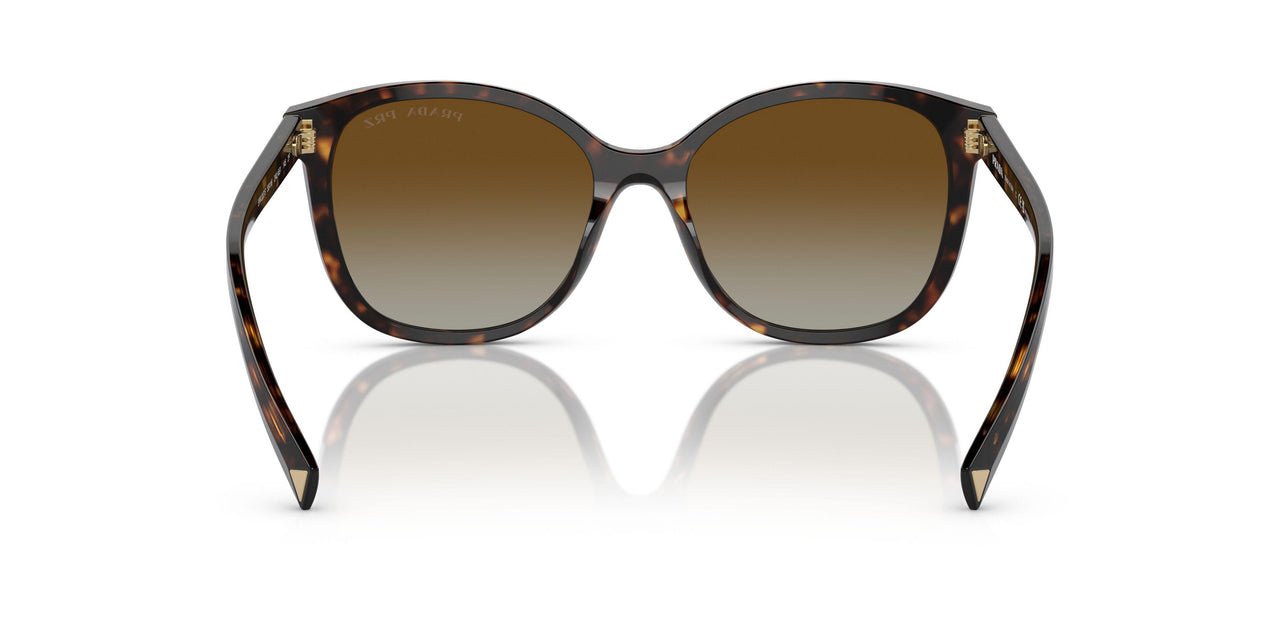 2AU6E1 - Tortoise - Polar Brown Gradient