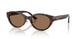 500273 - Tortoise - Dark Brown