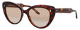 12 - Dark Turtle - Light Brown Gradient
