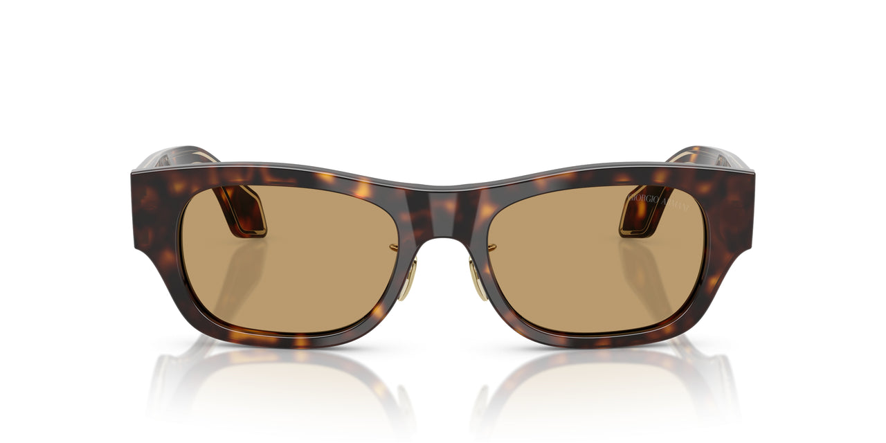 502673 - Tortoise - Brown