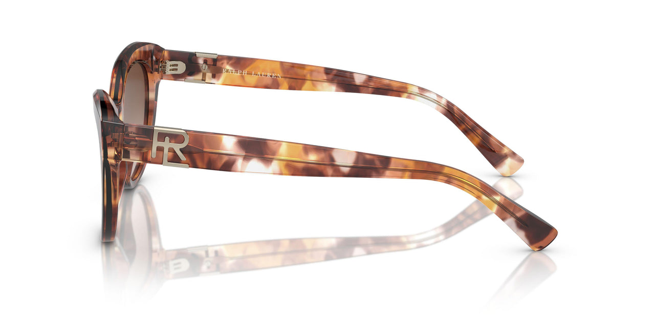 605413 - Tortoise - Gradient Brown