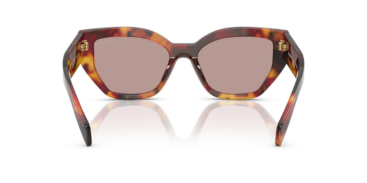 22A20I - Tortoise - Light Purple Brown