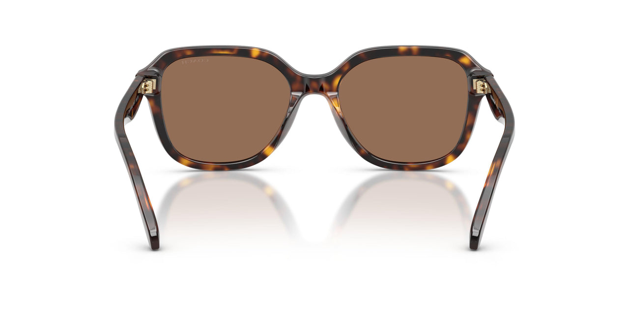 512073 - Tortoise - Brown Solid