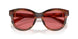 322175 - Tortoise - Red