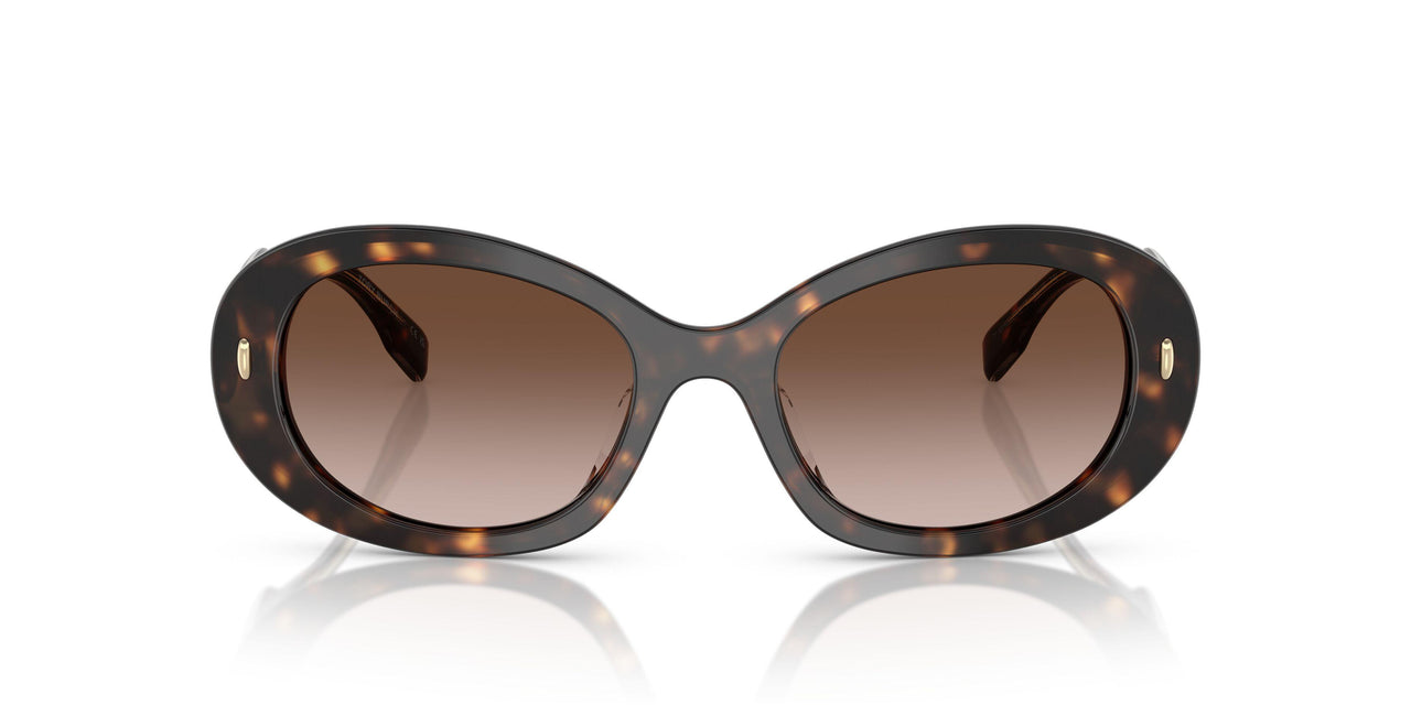 172813 - Tortoise - Brown Gradient