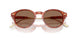 577473 - Tortoise - Brown Solid