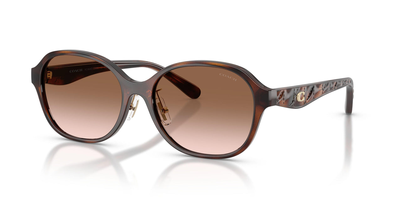 512013 - Tortoise - Brown Gradient