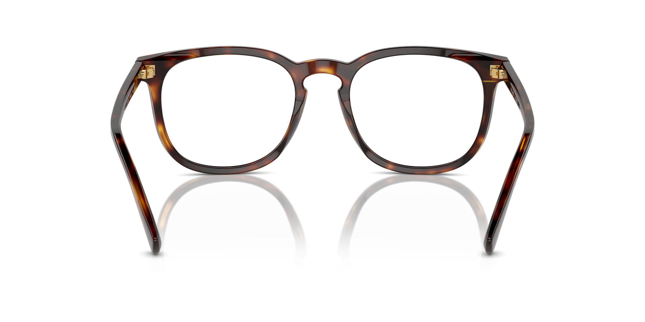 613773 - Tortoise - Brown