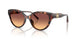 403178 - Tortoise - Brown Gradient