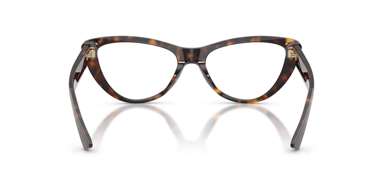 5002 - Tortoise