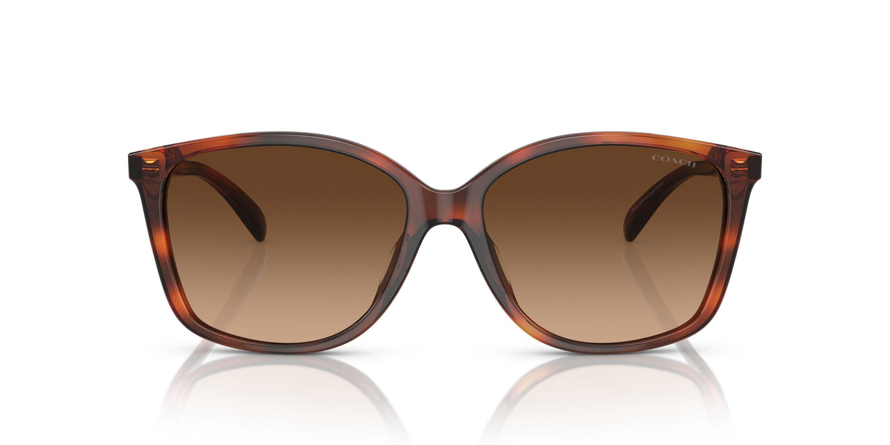 574174 - Tortoise - Brown Gradient