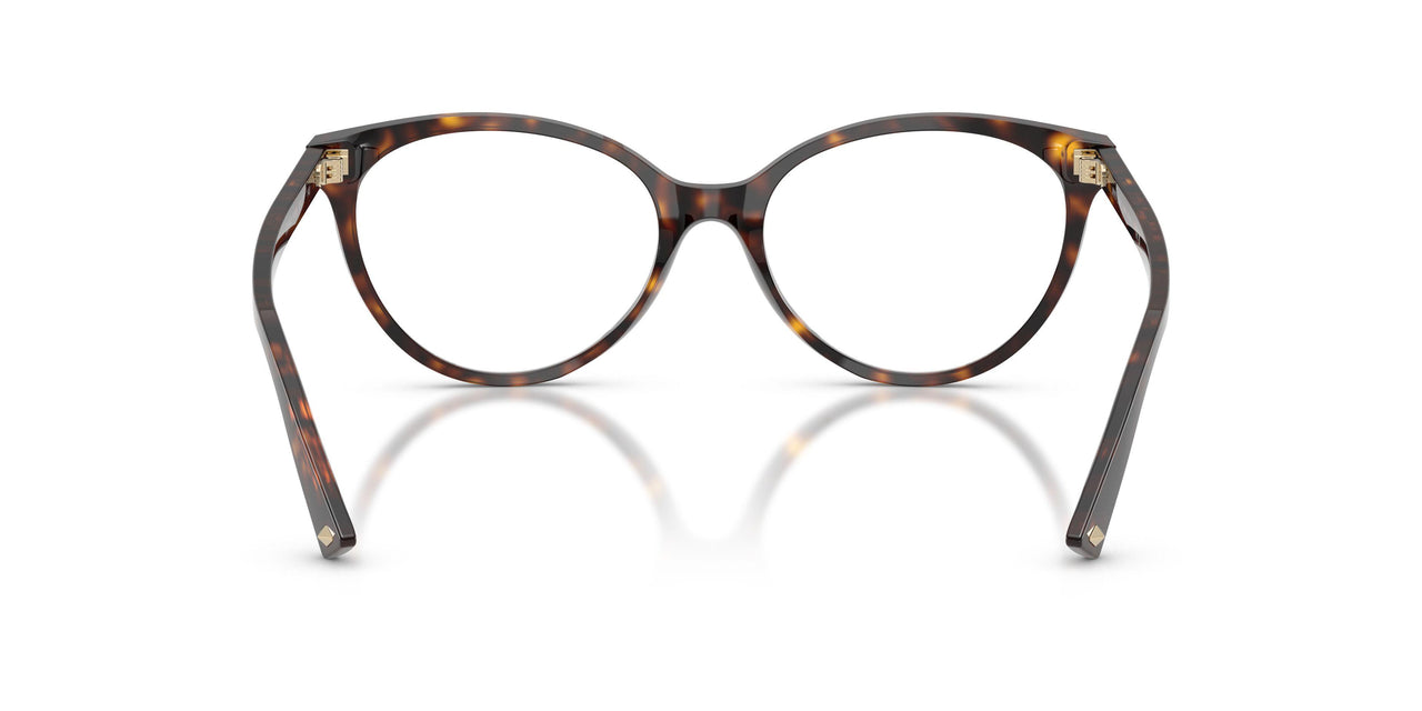 5002 - Tortoise