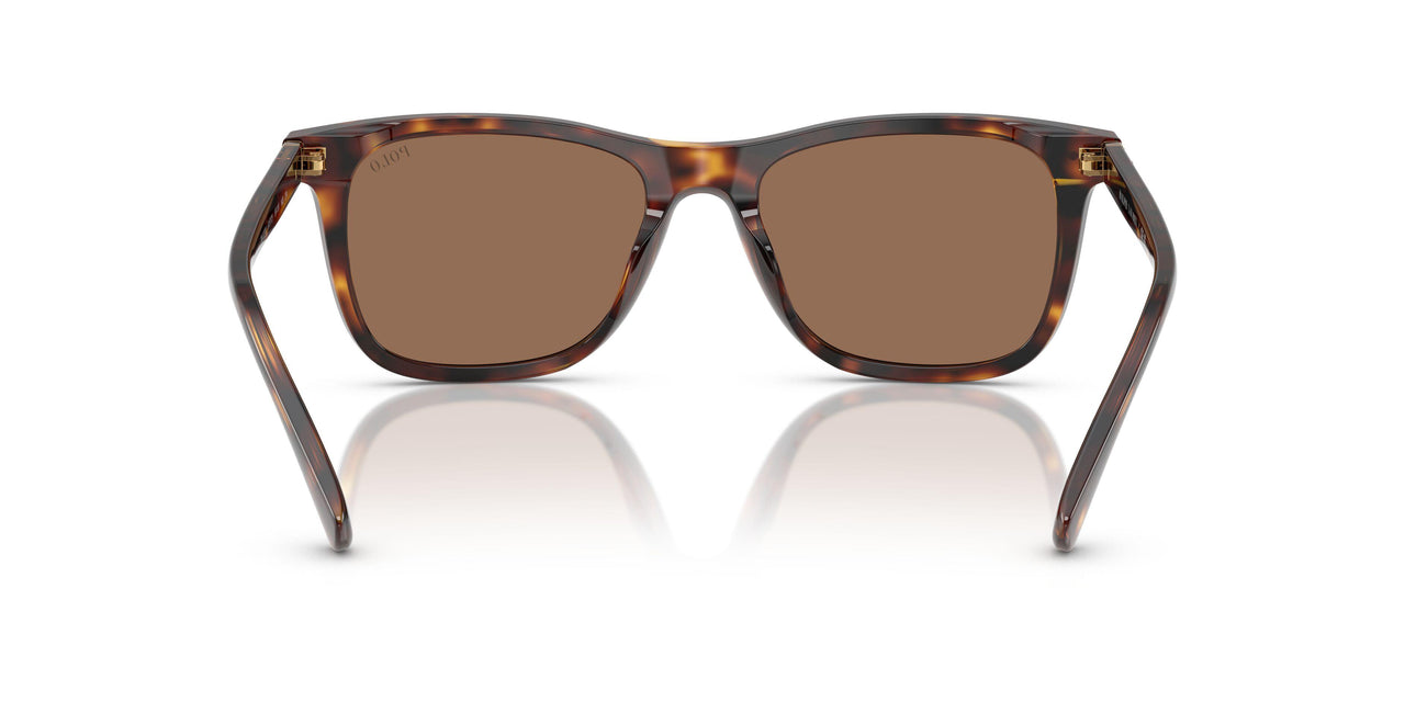 613773 - Tortoise - Dark Brown