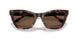 502673 - Tortoise - Brown