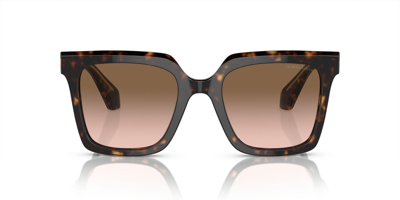 587951 - Tortoise - Brown Gradient